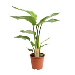 Strelitzia Nicolai (18866)