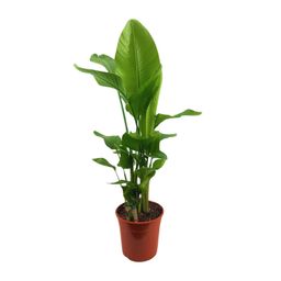 Strelitzia Nicolai (18931)
