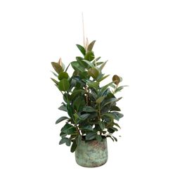 Ficus Robusta vertakt - 150 cm - ø38 (8721055693529)