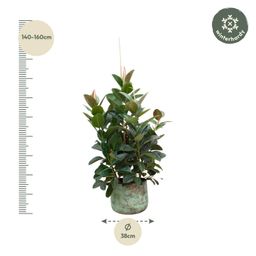 Ficus Robusta vertakt - 150 cm - ø38 (8721055693529)