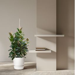 Ficus Robusta vertakt - 150 cm - ø38 (8721055693529)