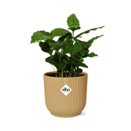 Coffea Arabica in ELHO Vibes Fold 14cm geel (21691)