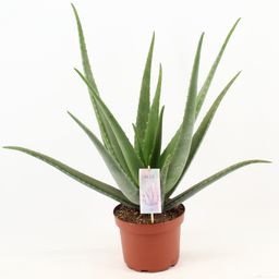 Aloe Vera (17924)