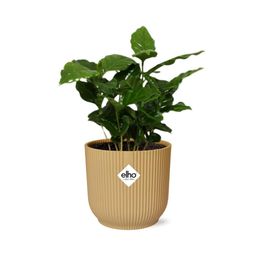 Coffea Arabica in ELHO Vibes Fold 14cm geel (21691)