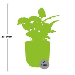 Coffea Arabica in ELHO Vibes Fold 14cm geel (21691)