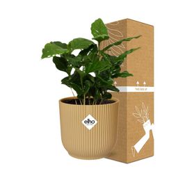 Coffea Arabica in ELHO Vibes Fold 14cm geel (21691)