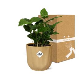 Coffea Arabica in ELHO Vibes Fold 14cm geel (21691)
