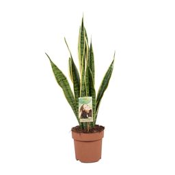 Sansevieria Trifasciata Laurentii (9697)