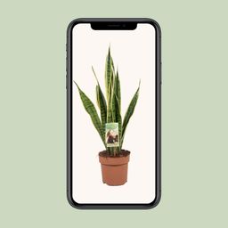 Sansevieria Trifasciata Laurentii (9697)