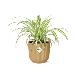 Chlorophytum Comosum Variegatum in ELHO Vibes Fold 14cm geel (21701)