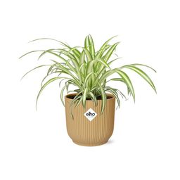 Chlorophytum Comosum Variegatum in ELHO Vibes Fold 14cm geel (21701)