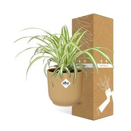 Chlorophytum Comosum Variegatum in ELHO Vibes Fold 14cm geel (21701)