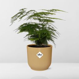 Asparagus Setaceus ‘Plumosus’ in ELHO Vibes Fold 14cm geel (21694)