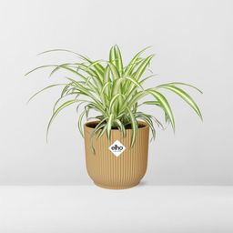 Chlorophytum Comosum Variegatum in ELHO Vibes Fold 14cm geel (21701)