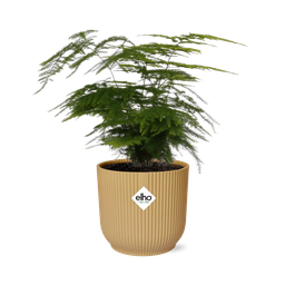 Asparagus Setaceus ‘Plumosus’ in ELHO Vibes Fold 14cm geel (21694)