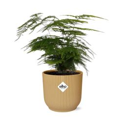 Asparagus Setaceus ‘Plumosus’ in ELHO Vibes Fold 14cm geel (21694)