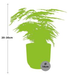 Asparagus Setaceus ‘Plumosus’ in ELHO Vibes Fold 14cm geel (21694)