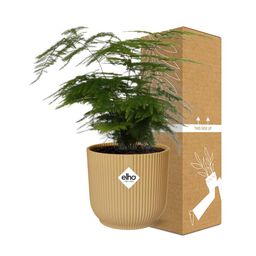 Asparagus Setaceus ‘Plumosus’ in ELHO Vibes Fold 14cm geel (21694)
