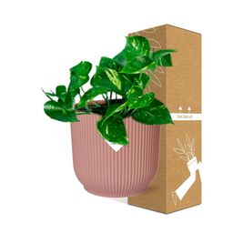 Epipremnum Pinnatum ‘Aureum’ in ELHO Vibes Fold 14cm roze (21713)