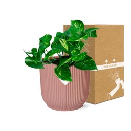 Epipremnum Pinnatum ‘Aureum’ in ELHO Vibes Fold 14cm roze (21713)