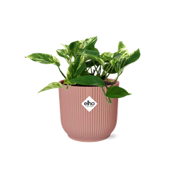 Scindapsus (Epipremnum) Marble Queen in ELHO Vibes Fold 14cm roze (21716)