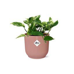 Scindapsus (Epipremnum) Marble Queen in ELHO Vibes Fold 14cm roze (21716)