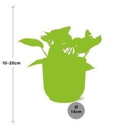 Scindapsus (Epipremnum) Marble Queen in ELHO Vibes Fold 14cm roze (21716)