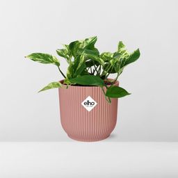 Scindapsus (Epipremnum) Marble Queen in ELHO Vibes Fold 14cm roze (21716)