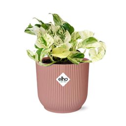 Epipremnum Pinnatum Happy Leaf in ELHO Vibes Fold 14cm roze (21715)