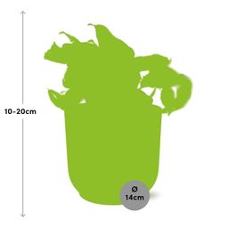 Epipremnum Pinnatum Happy Leaf in ELHO Vibes Fold 14cm roze (21715)