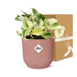 Epipremnum Pinnatum Happy Leaf in ELHO Vibes Fold 14cm roze (21715)
