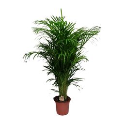 Dypsis Lutescens (20625)