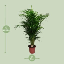 Dypsis Lutescens (20625)