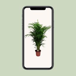 Dypsis Lutescens (20625)