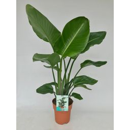 Strelitzia Nicolai (9553)
