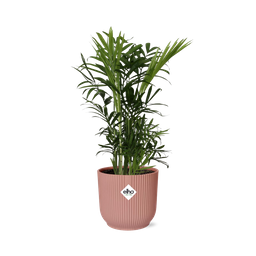 Chamaedorea Elegans in ELHO Vibes Fold 14cm roze (21710)