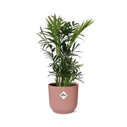 Chamaedorea Elegans in ELHO Vibes Fold 14cm roze (21710)