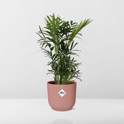 Chamaedorea Elegans in ELHO Vibes Fold 14cm roze (21710)