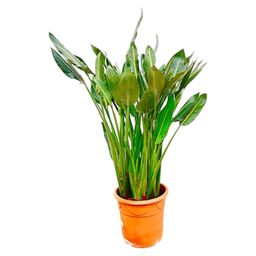 Strelitzia Reginae XL - 160cm - ⌀30 (8721055694151)