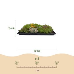 Bodembedekker - Winterhard - Sedum mat - Bestaat uit 10 soorten - X12 - Weinig Onderhoud - Lengte 50 Breedte 30 (8720872546155)