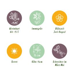 Bodembedekker - Winterhard - Sedum mat - Bestaat uit 10 soorten - X12 - Weinig Onderhoud - Lengte 50 Breedte 30 (8720872546155)