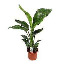 Strelitzia Nicolai (18065)