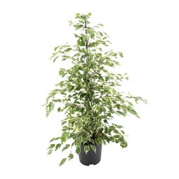 Ficus benjamina Twilight (8720634289276)