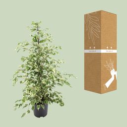 Ficus benjamina Twilight (8720634289276)