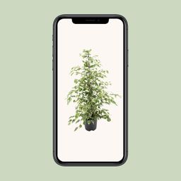 Ficus benjamina Twilight (8720634289276)