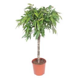 Ficus Amstel King - 130 cm - ø30 (8721055690627)