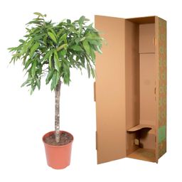 Ficus Amstel King - 130 cm - ø30 (8721055690627)