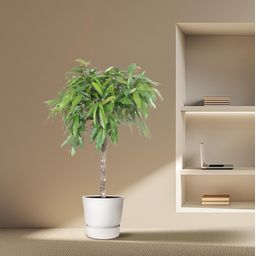 Ficus Amstel King - 130 cm - ø30 (8721055690627)