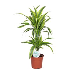 Dracaena Lemon Lime (19173)