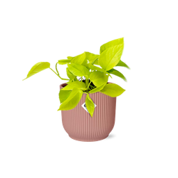 Epipremnum Pinnatum ‘Golden Pothos’ in ELHO Vibes Fold 14cm roze (21714)